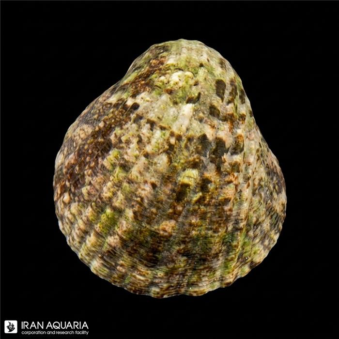حلزون  نریته ( Nerite Snail)