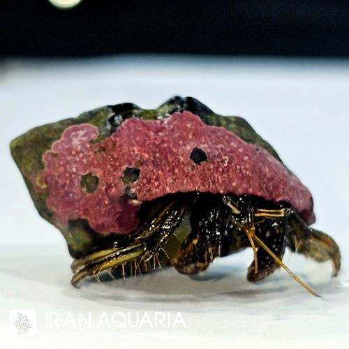 هرمیت قهوه ای (  Brown Leg Hermit Crab )