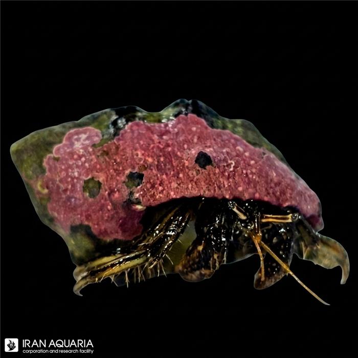 هرمیت قهوه ای (  Brown Leg Hermit Crab )