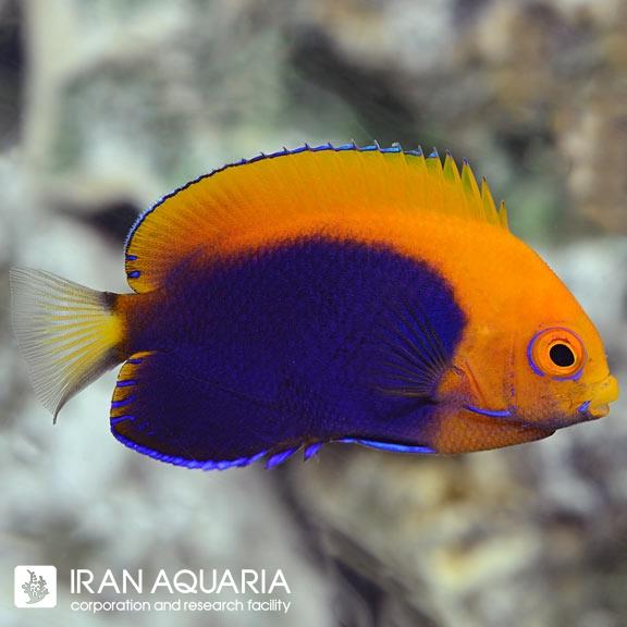 فرشته ماهی فلیم بک (Flameback Angelfish)