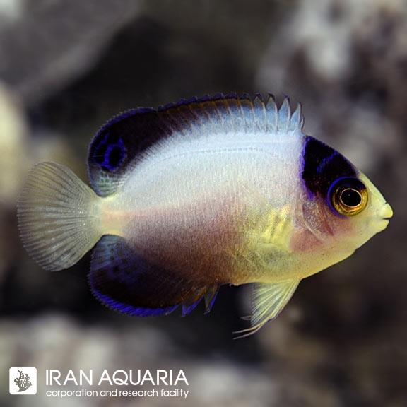 فرشته ماهی مولتی کالر (Multicolor Angelfish)