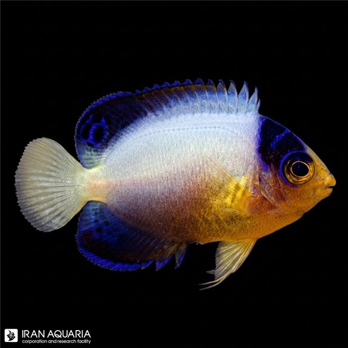 فرشته ماهی مولتی کالر (Multicolor Angelfish)