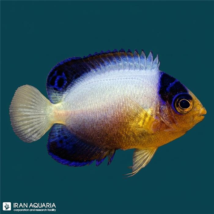 فرشته ماهی مولتی کالر (Multicolor Angelfish)