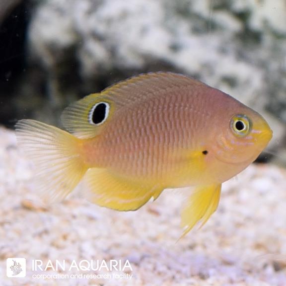 دامسل آمبون (Ambon Damselfish)