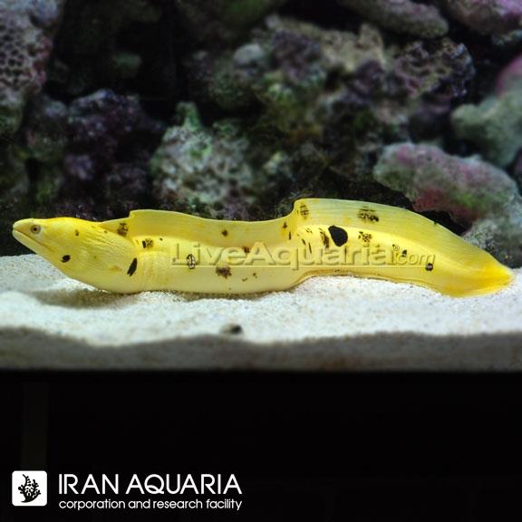 مارماهی گلدن (Golden Banana Moray)
