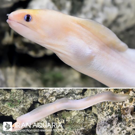 مارماهی کوتوله طلایی (Dwarf Moray Eel)