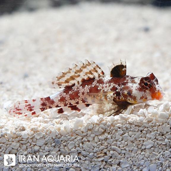 دراگونت قرمز ( Red Scooter Dragonet )