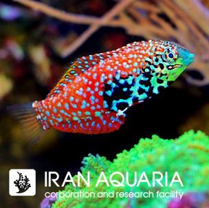 راس لئوپارد بلو استار (Vermiculite Wrasse)