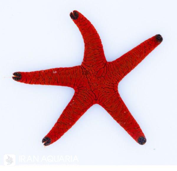 ستاره دریایی ایندیکا (Fromia indica)