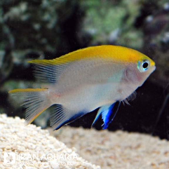 دامسل ملاس (Bluefin Damselfish)