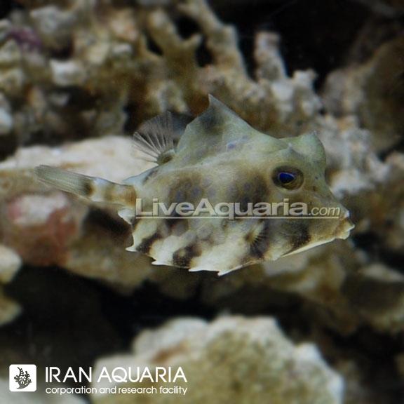 گاو ماهی هلمت (Helmet Cowfish)