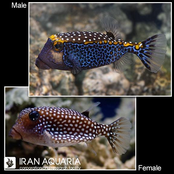 جعبه ماهی مشکی (Black Boxfish)