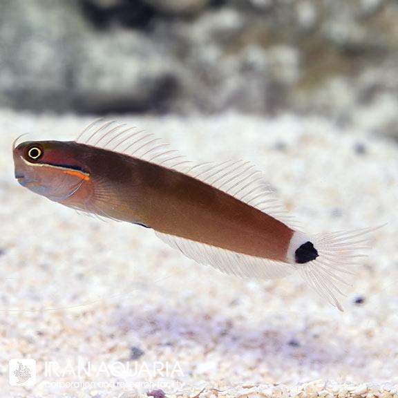 بلنی دم خال دار (Tail Spotted Blenny)
