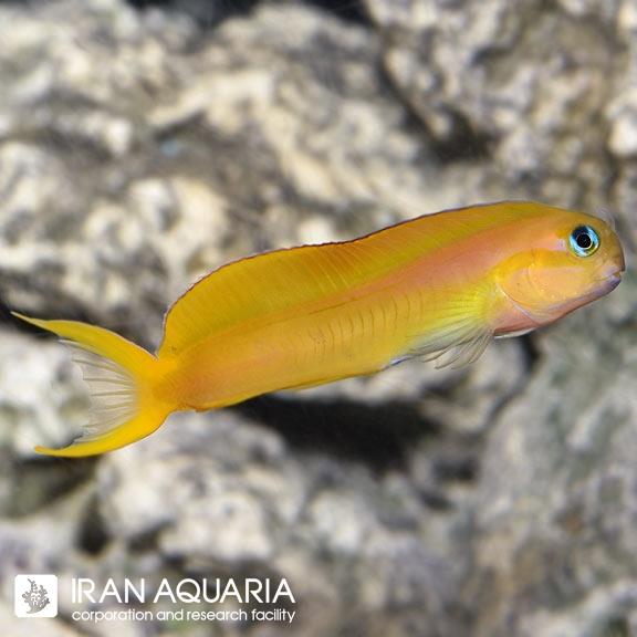 بلنی میداس (Midas Blenny)