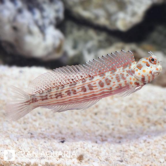 بلنی خال نارنجی (Orange Spotted Blenny)