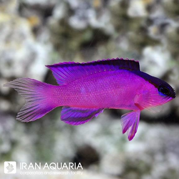 بسلت بلک کپ (Black Cap Basslet)