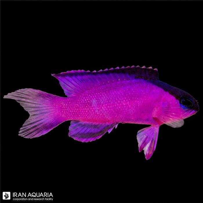 بسلت بلک کپ (Black Cap Basslet)