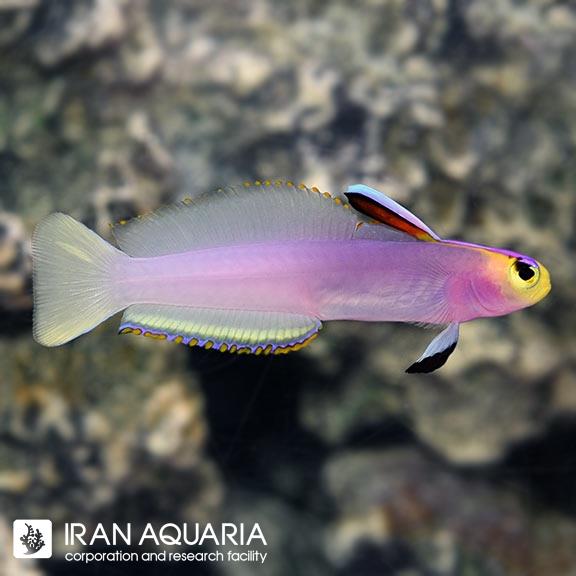 فایر فیش هلفریچی (Helfrichi Firefish)