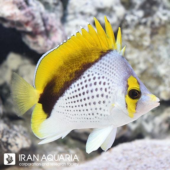 پروانه ماهی دکلیویس (Declivis Butterflyfish)