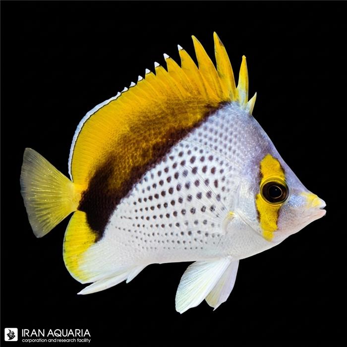 پروانه ماهی دکلیویس (Declivis Butterflyfish)