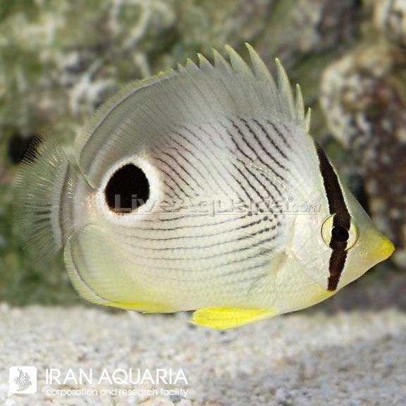 پروانه ماهی چهار چشم (Four Eyed Butterflyfish)