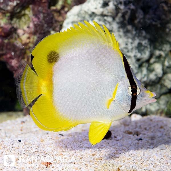پروانه ماهی خال مشکی (Spotfin Butterflyfish)