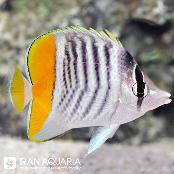 پروانه ماهی مارتنسی (Martensii Butterflyfish)