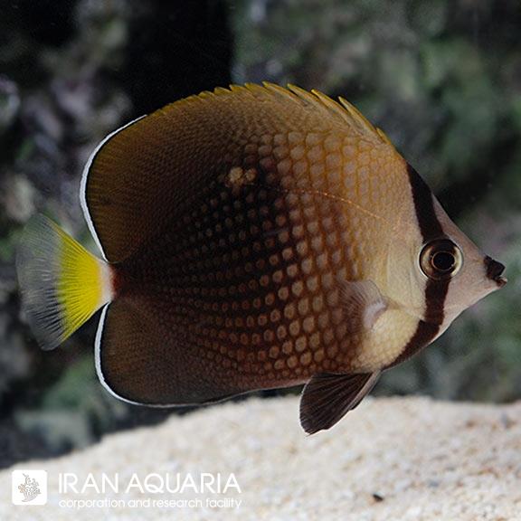 پروانه ماهی تاهیتیان (Tahitian Butterflyfish)