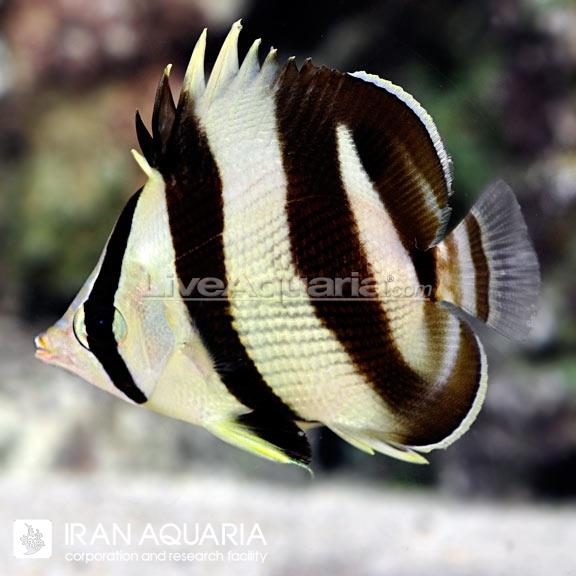 پروانه ماهی خط‌دار (Banded Butterflyfish)