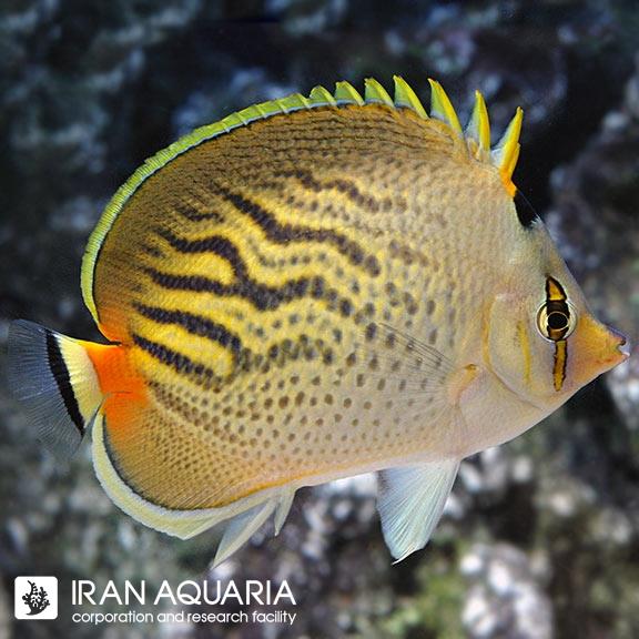 پروانه ماهی سانست (Sunset Butterflyfish)