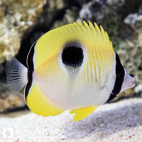 پروانه ماهی تیر دراپ (Tear Drop Butterflyfish)