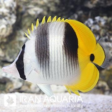 پروانه ماهی دو زین (Double Saddle Butterflyfish)