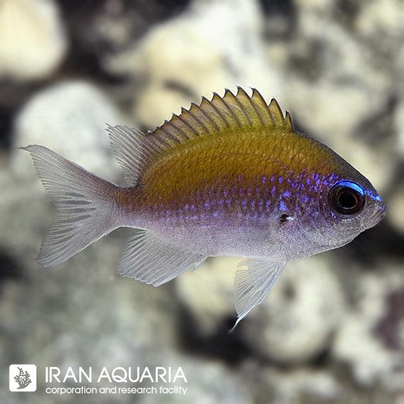 کرومیس سان‌شاین (Sunshine Chromis) 