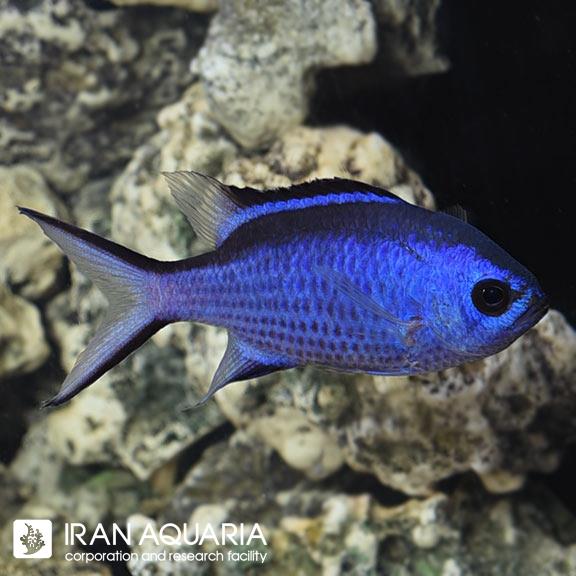 کرومیس آبی (Blue Reef Chromis) 