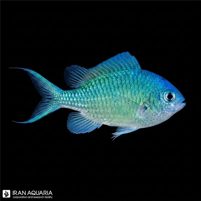 کرومیس سبز (Green Reef Chromis)