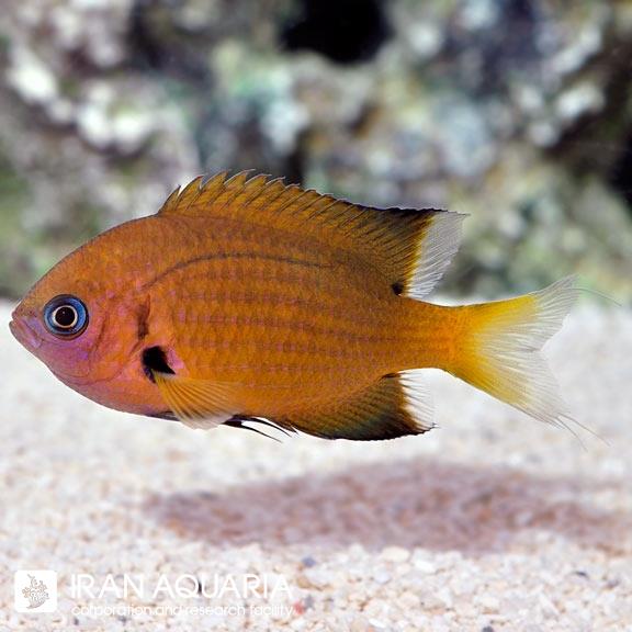 کرومیس آجایل (Agile Chromis) 