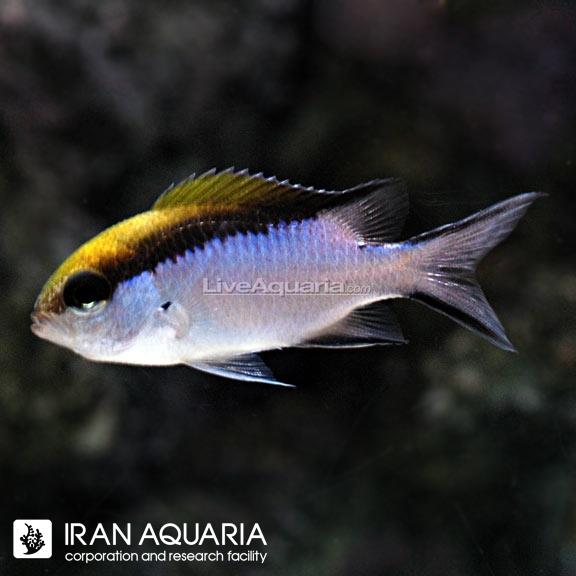 کرومیس بریر ریف (Barrier Reef Chromis) 