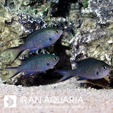 کرومیس وبرس (Webers Chromis)