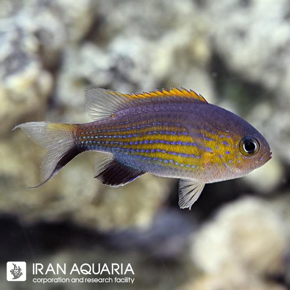 کرومیس خط دار واندربلت (Lined Vanderbuilt Chromis)