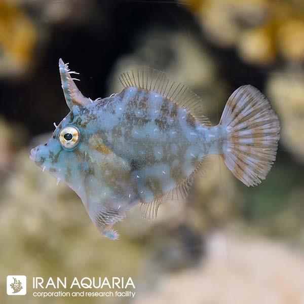 فایل‌فیش رادیال (Radial Filefish) 