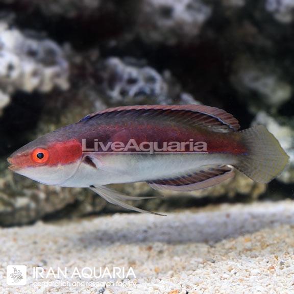 راس فرشته‌ی کاترین (Katherine's Fairy Wrasse)