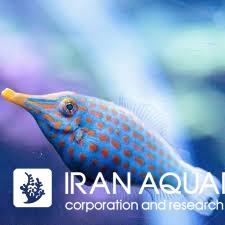 فایل فیش هارلیکوئین ( Orange spotted filefish )