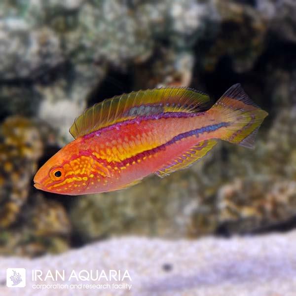 راس فرشته‌ی پینتیل (Splendid Pintail Fairy Wrasse)