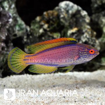 راس فرشته‌ی لیناتوس (Lineatus Fairy Wrasse)