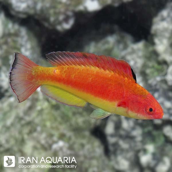 راس فرشته‌ی هودد (Hooded Fairy Wrasse)