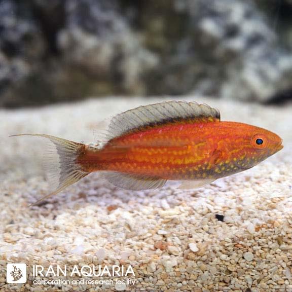 راس فرشته‌ی لونات (Lunate Fairy Wrasse)