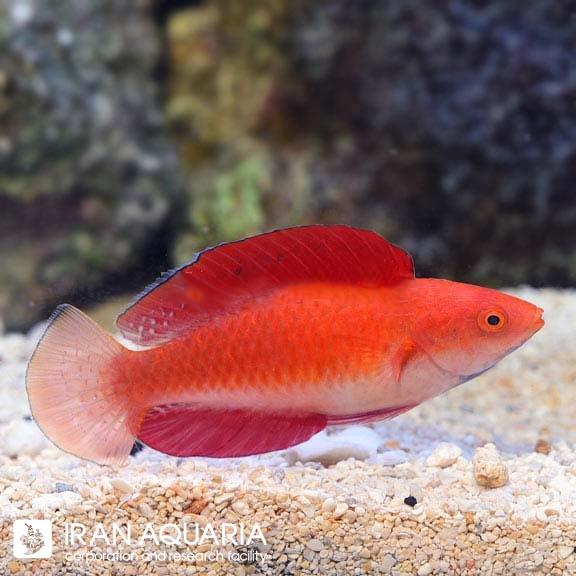 راس ردفین (Redfin Wrasse)