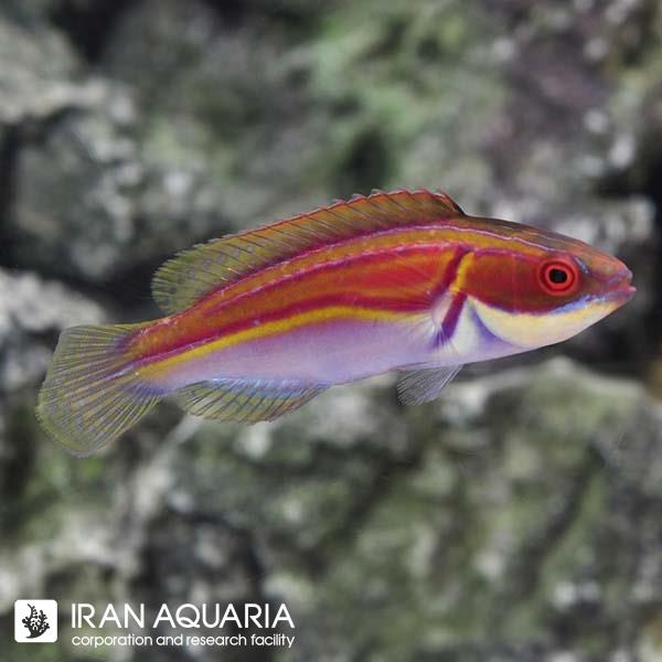 راس فرشته ی لابوت (Labout's Fairy Wrasse)
