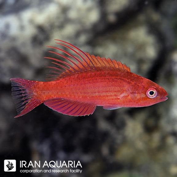 راس فلشر آبی (Blue Flasher Wrasse)