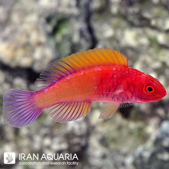 راس فرشته‌ی رد ولوت (Red Velvet Fairy Wrasse)